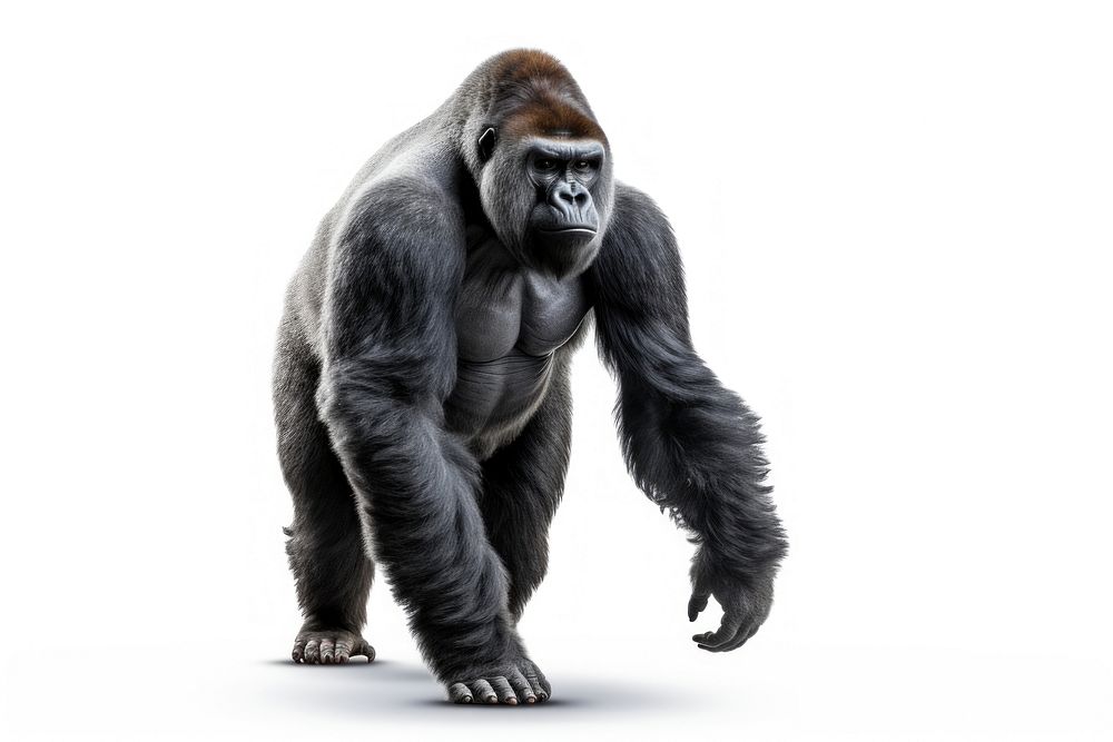 Gorilla gorilla wildlife mammal. AI generated Image by rawpixel.