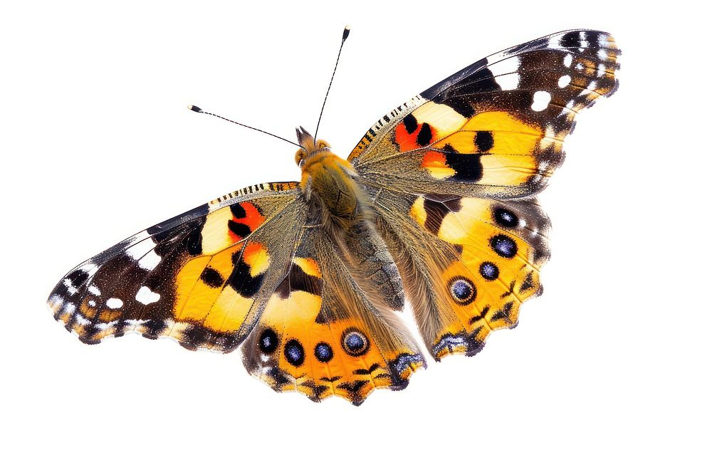 Painted lady butterfly animal insect white background. AI generated Image by rawpixel.