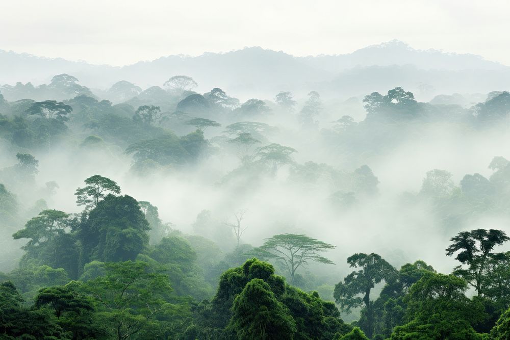 Amazon rainforest mist vegetation outdoors.