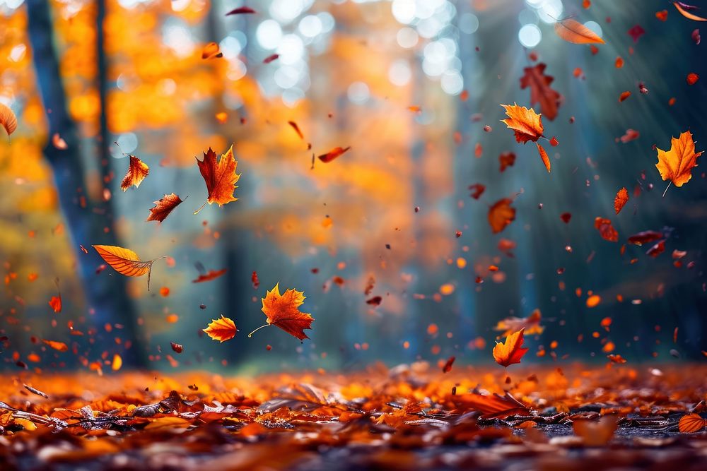 Autumn leaves flying backgrounds forest plant.