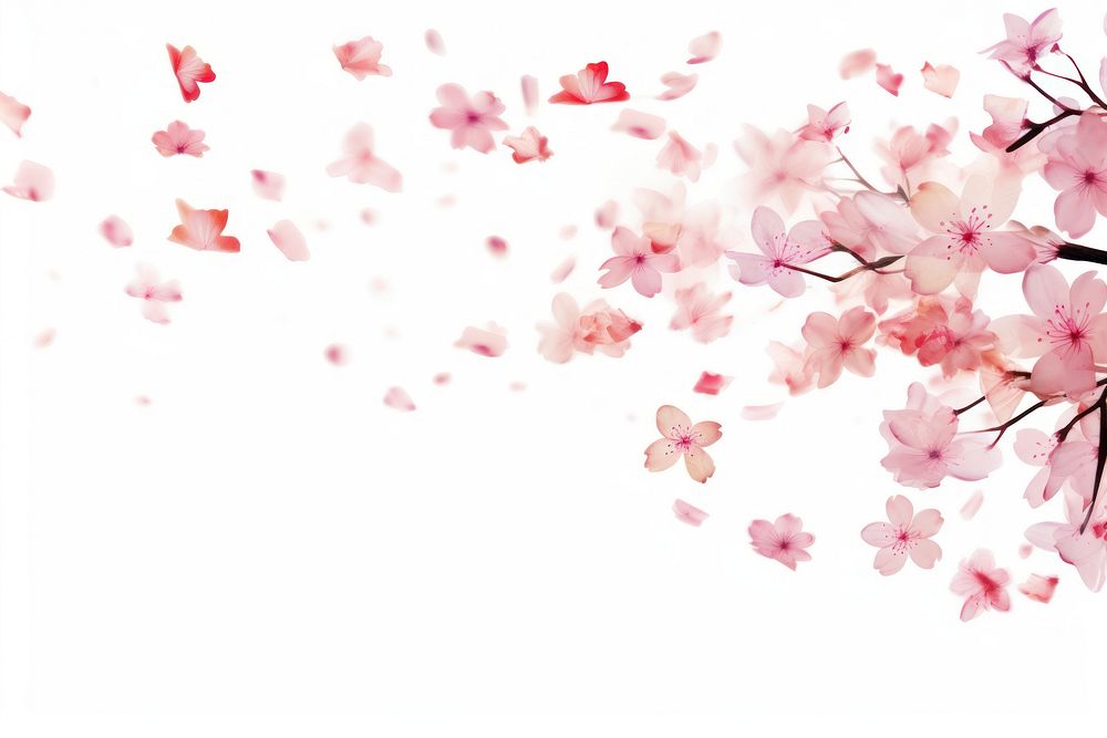 Cherry blossoms petals flower plant white background.