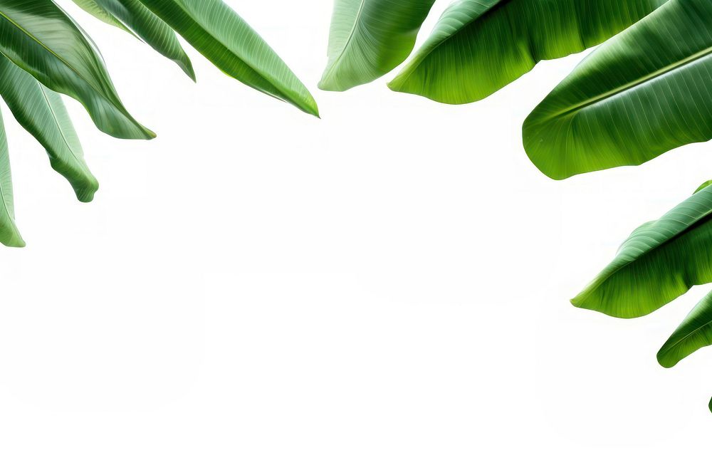 Banana leaves backgrounds nature plant.