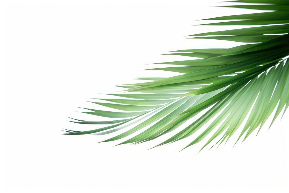 Palm leaves backgrounds nature plant.