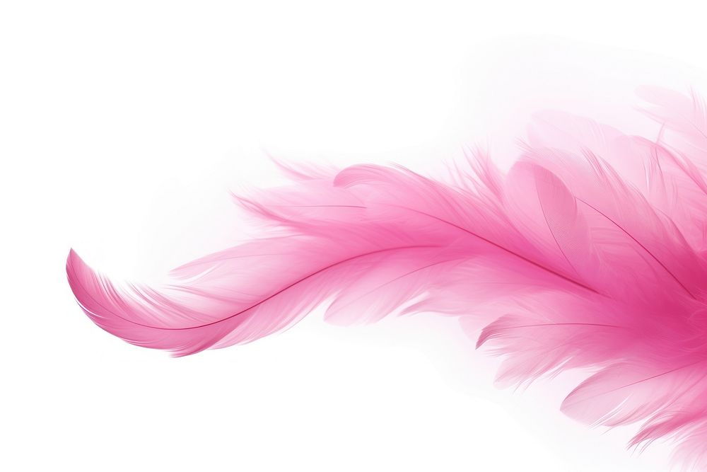 Pink feathers backgrounds red white background.