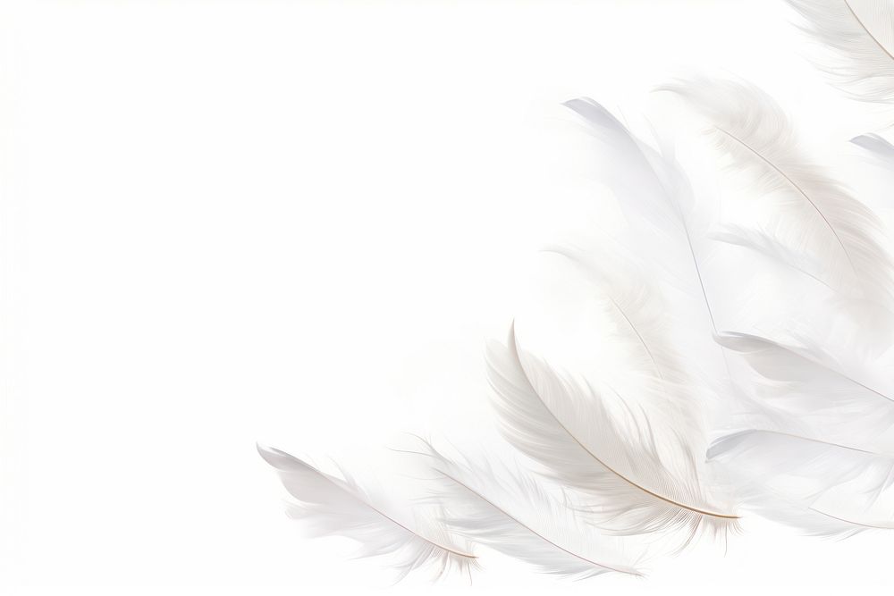 White feathers backgrounds white background lightweight.