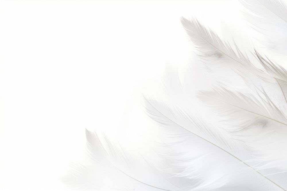 White feathers backgrounds flying lightweight.