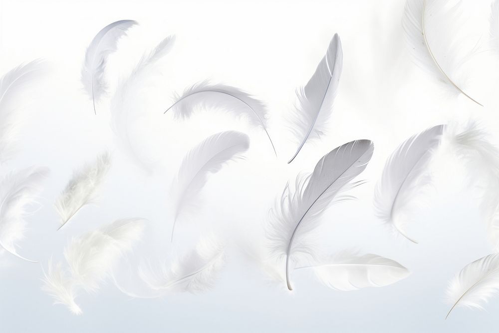 White feathers backgrounds flying bird.