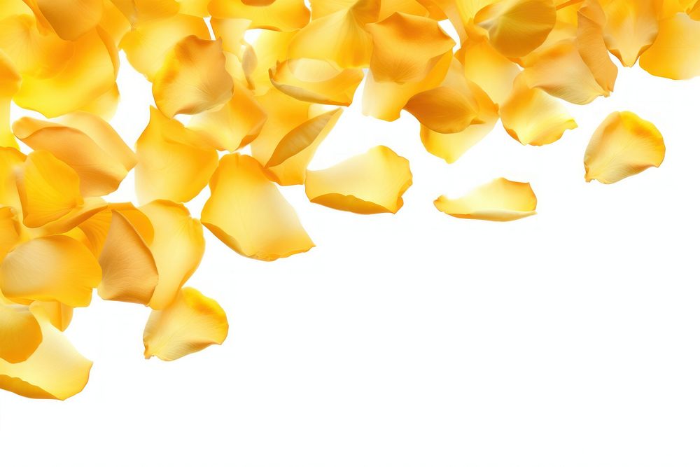 Yellow rose petals backgrounds plant white background.