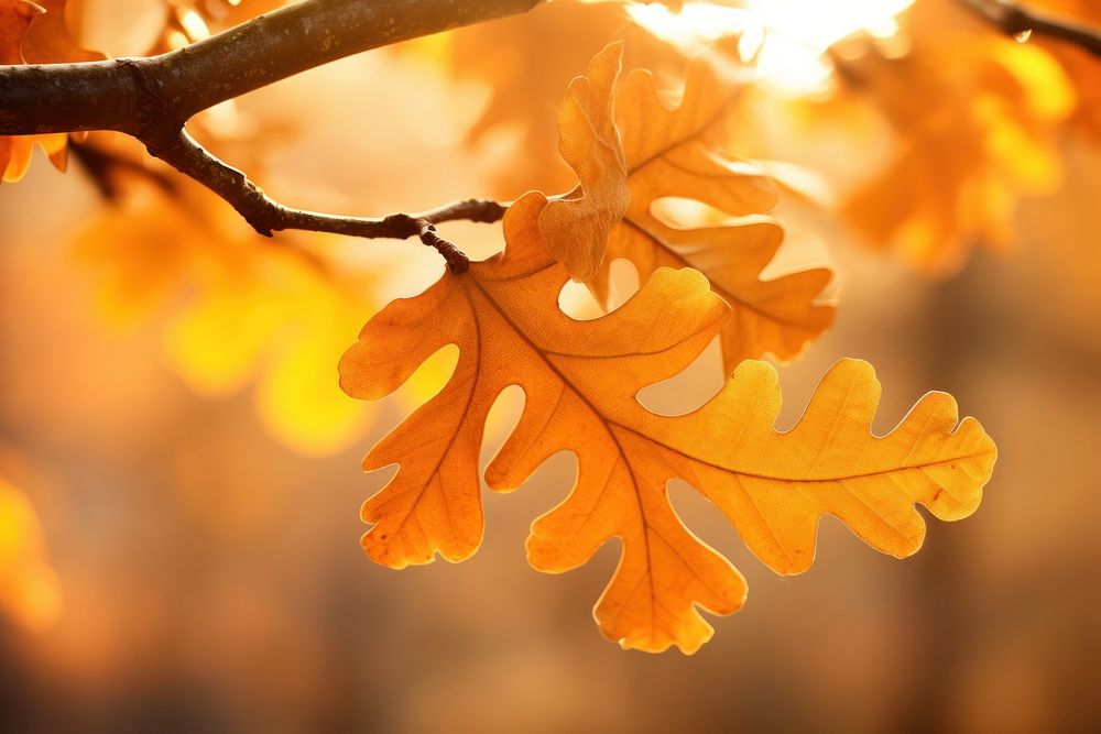 Oak tree leaves autumn sunlight outdoors.