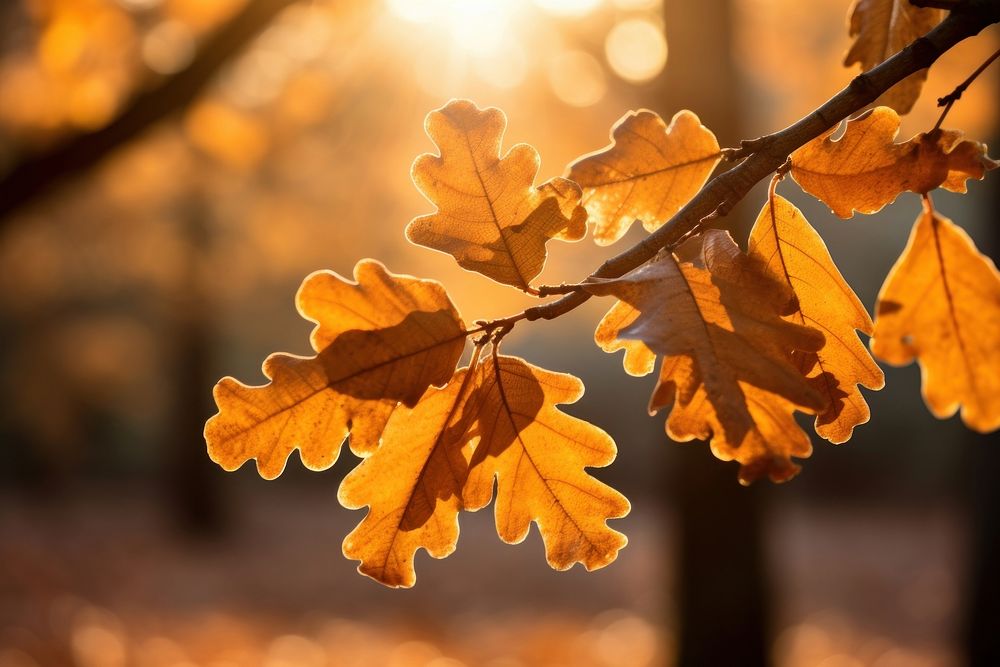Oak tree leaves sunlight outdoors autumn.