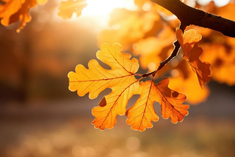 Oak tree leaves autumn sunlight outdoors.