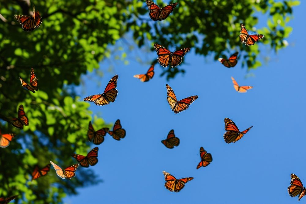 Group of butterfly outdoors animal insect. AI generated Image by rawpixel.
