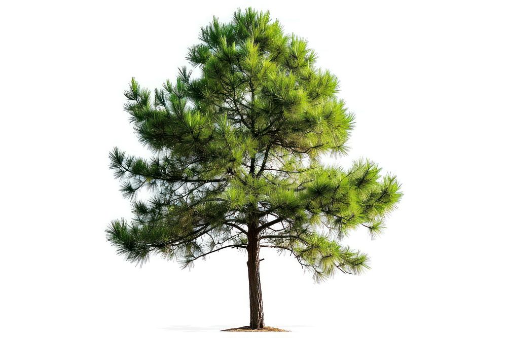 Pine tree plant white background tranquility. AI generated Image by rawpixel.