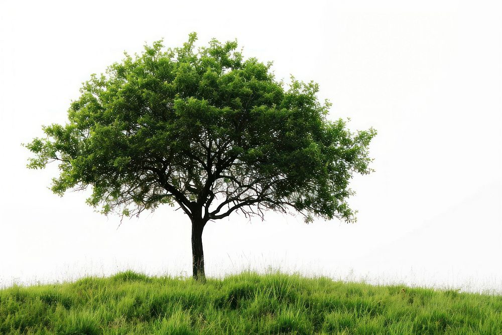 Tree outdoors plant tranquility. AI generated Image by rawpixel.