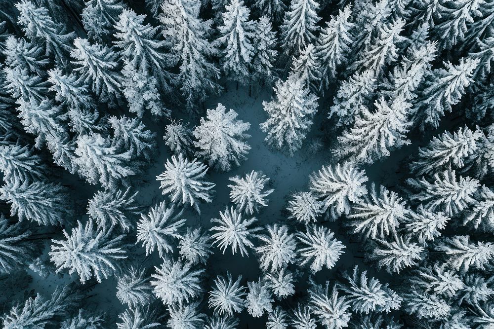 Winter forest backgrounds landscape outdoors.