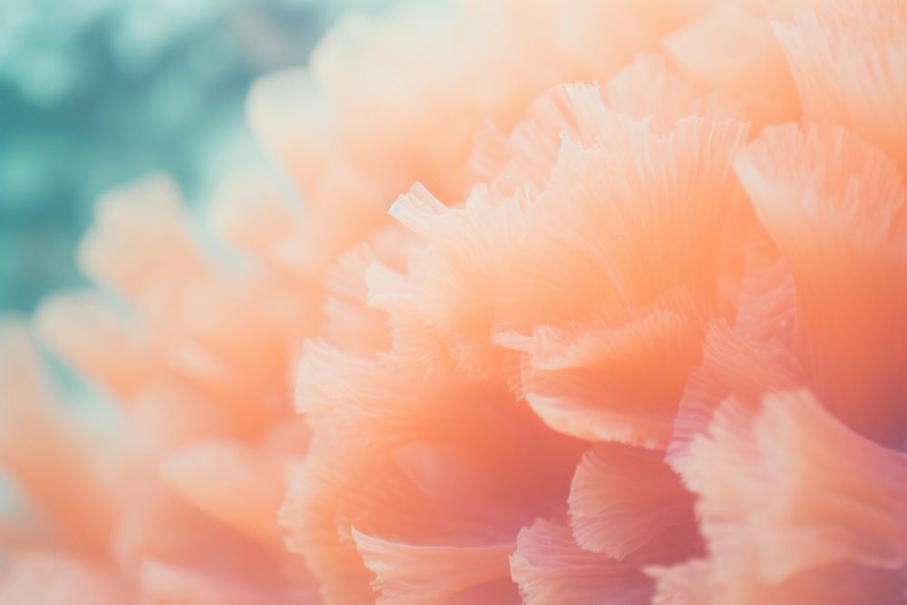 Coral flower plant peach. AI generated Image by rawpixel.