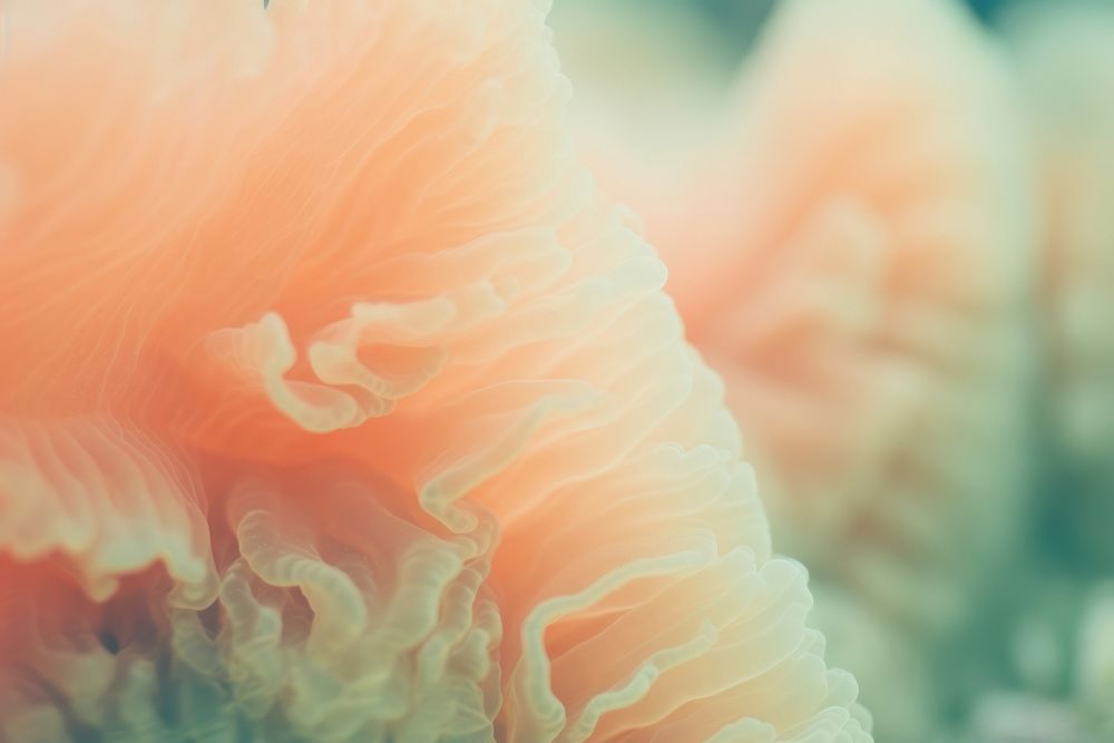 Coral outdoors nature sea. AI generated Image by rawpixel.