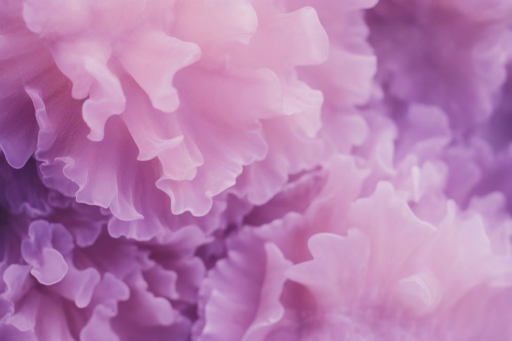 Coral purple blossom flower.