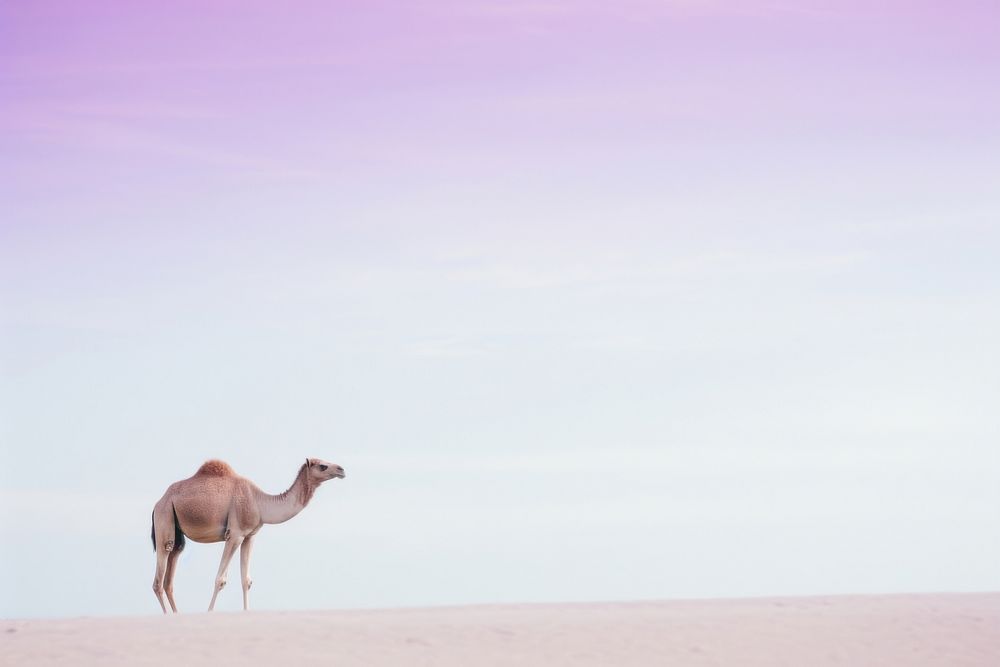 Camel animal mammal landscape.