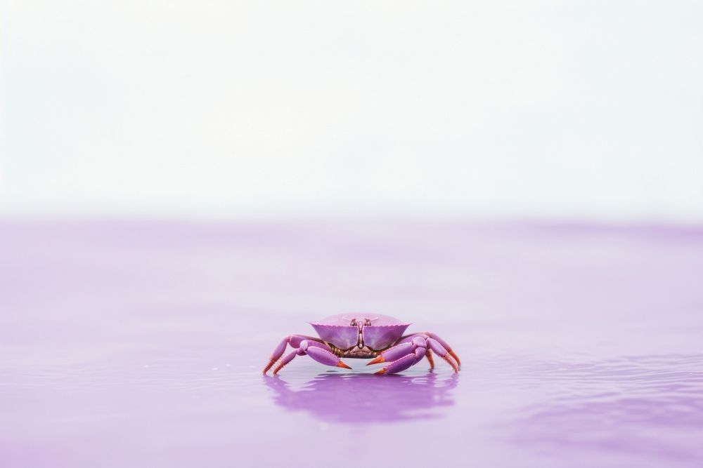 Crab seafood animal purple.