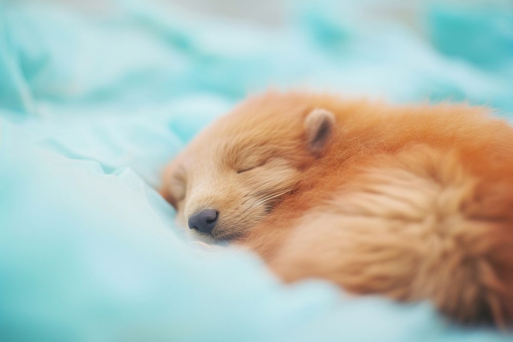 A beaver sleeping mammal animal puppy. AI generated Image by rawpixel.