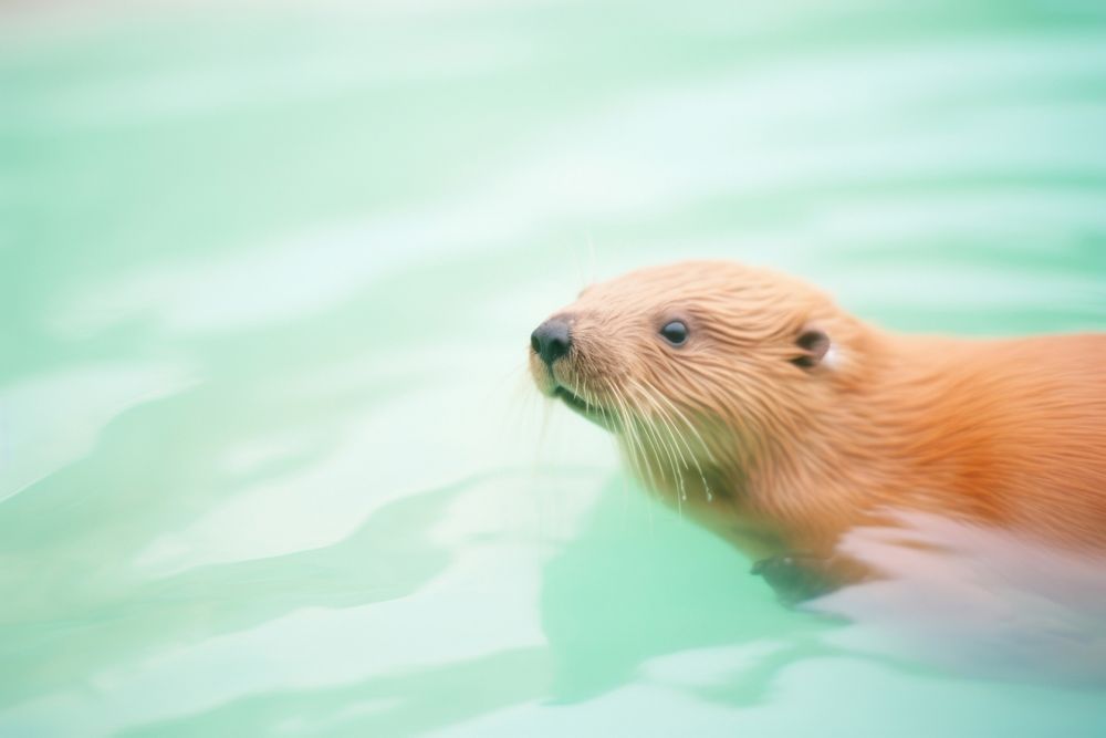 A beaver wildlife animal mammal. AI generated Image by rawpixel.
