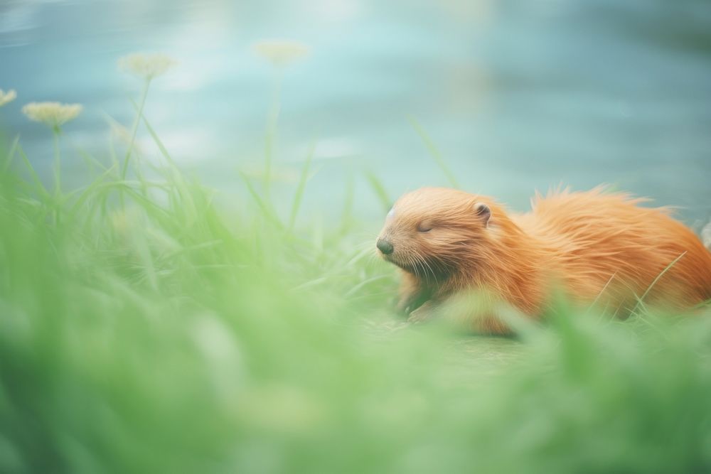 A beaver relaxing wildlife animal mammal. AI generated Image by rawpixel.