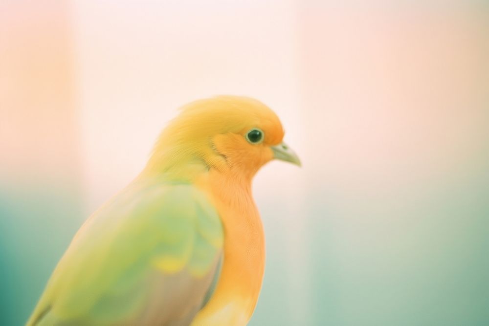 A bird animal vibrant color wildlife. AI generated Image by rawpixel.