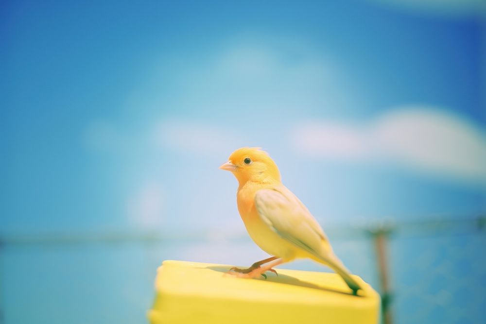 A bird animal canary wildlife. AI generated Image by rawpixel.
