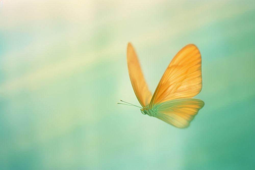 A butterfly outdoors animal insect. AI generated Image by rawpixel.