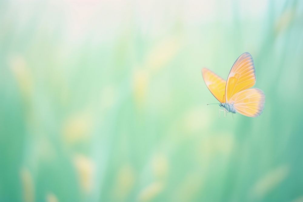 A butterfly outdoors nature animal. AI generated Image by rawpixel.