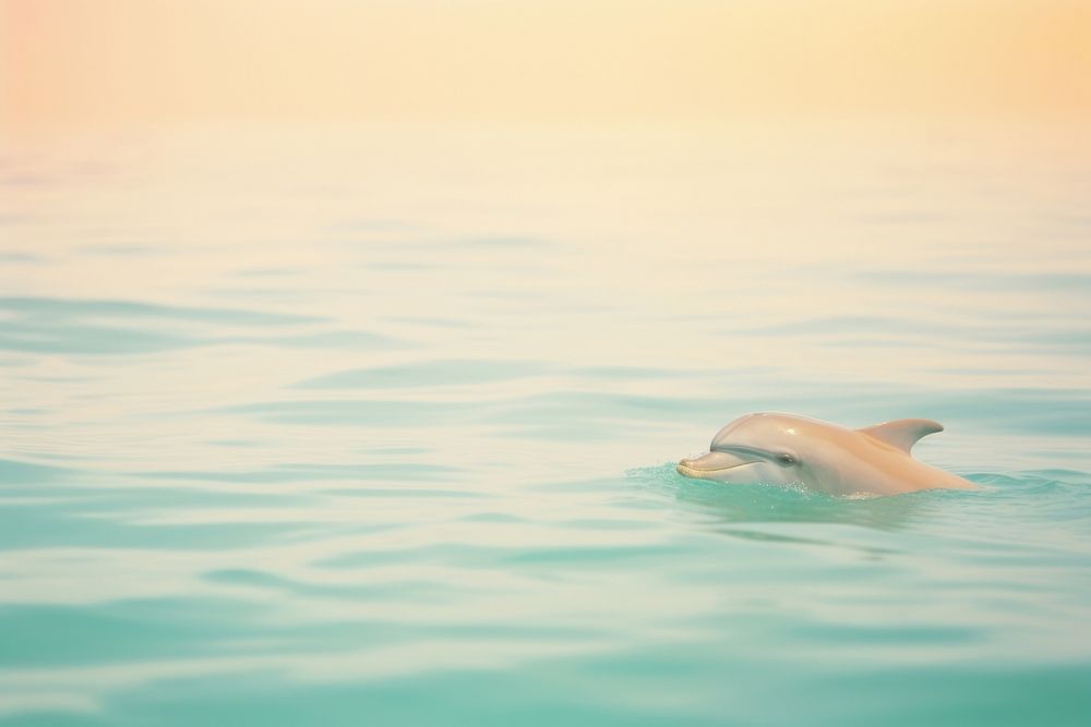 A dolphin animal mammal motion. AI generated Image by rawpixel.