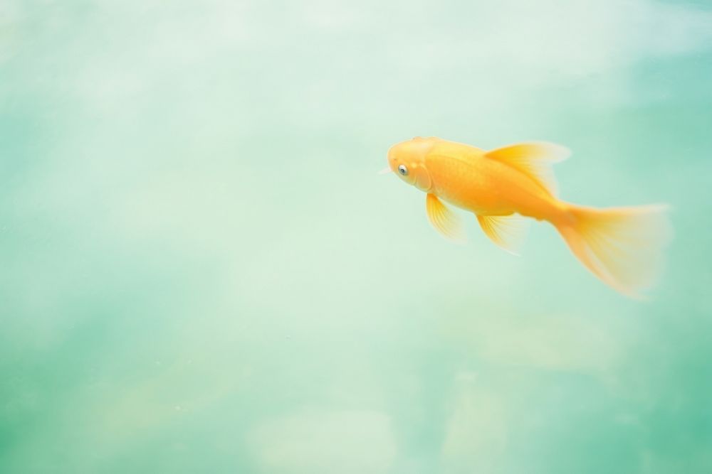 A goldfish animal pomacentridae vibrant color. AI generated Image by rawpixel.