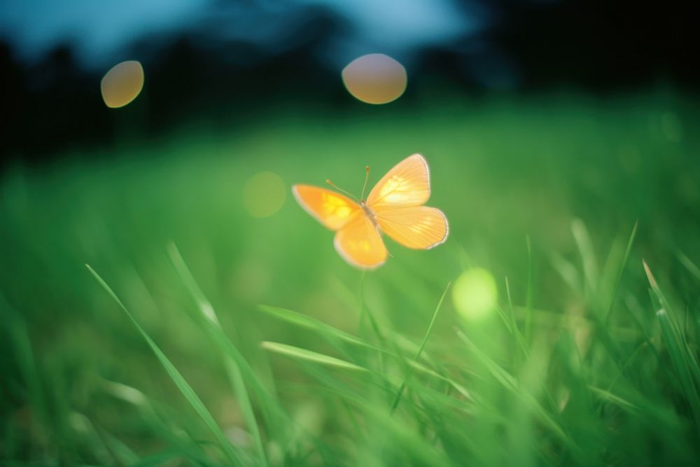 A night butterfly outdoors nature flower. AI generated Image by rawpixel.