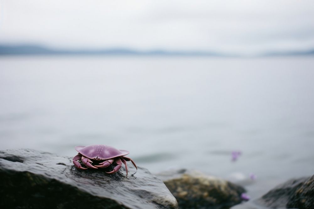 Alaska crab seafood animal purple.