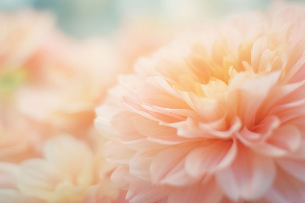 Bouquet flower dahlia petal. AI generated Image by rawpixel.