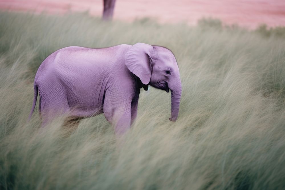Baby elephant grassland wildlife outdoors.