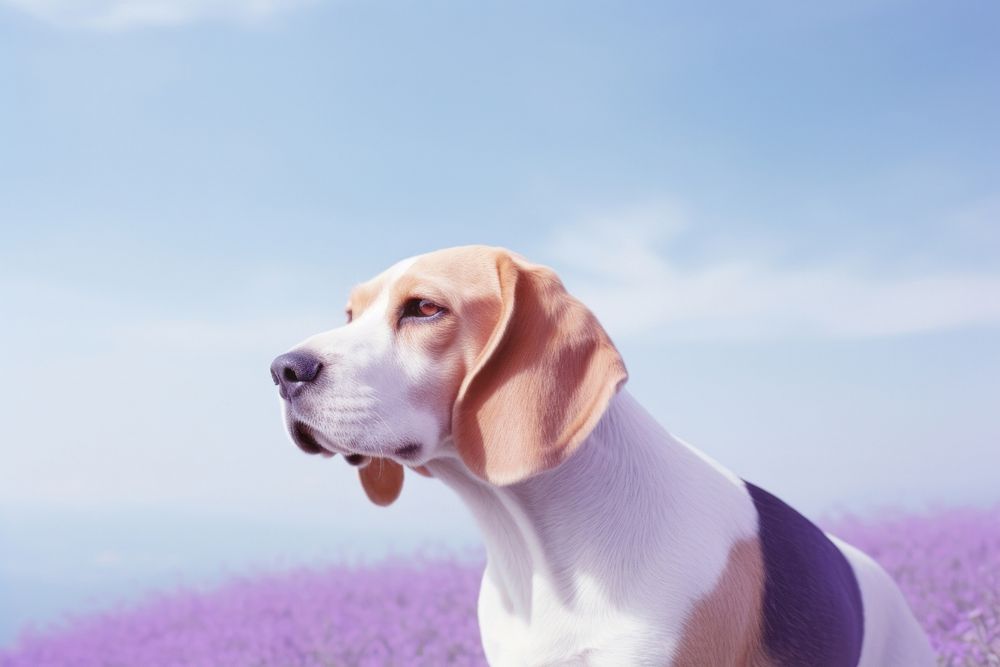 Beagle animal mammal purple.
