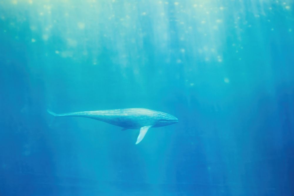 Blue whale outdoors animal nature. AI generated Image by rawpixel.