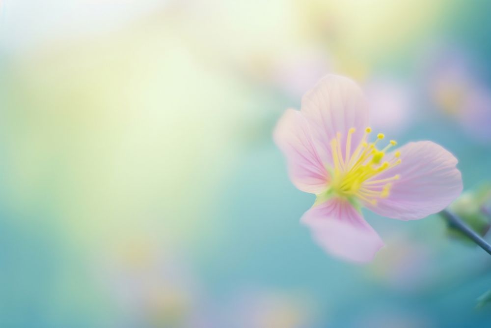 Blossom flower outdoors nature petal. AI generated Image by rawpixel.