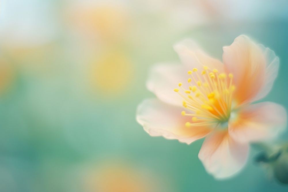 Blossom flower outdoors nature pollen. AI generated Image by rawpixel.