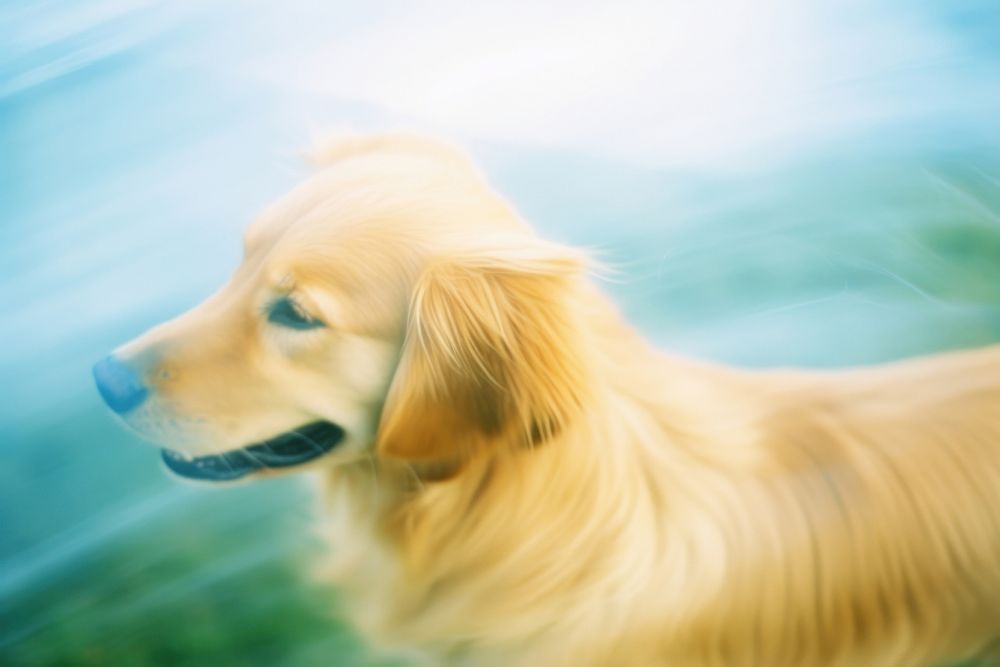 Golden retriever animal mammal dog. AI generated Image by rawpixel.
