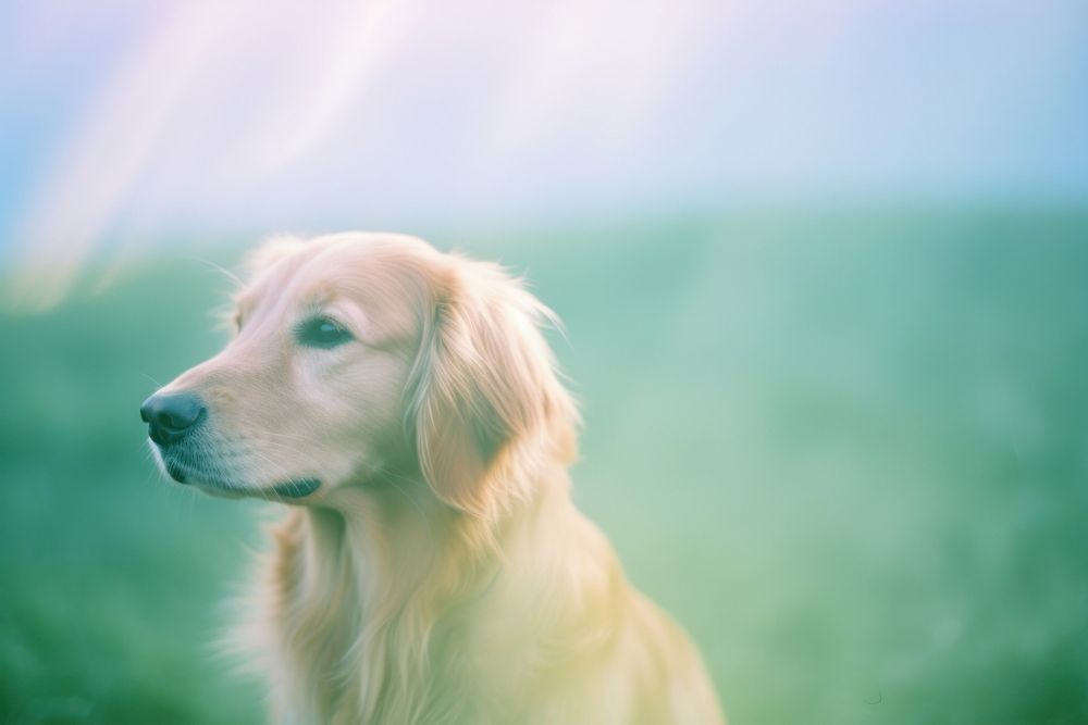 Golden retriever animal mammal puppy. AI generated Image by rawpixel.