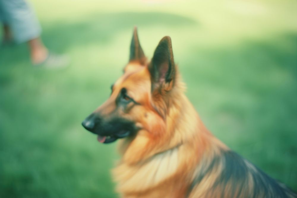 German shepherd mammal animal pet. AI generated Image by rawpixel.