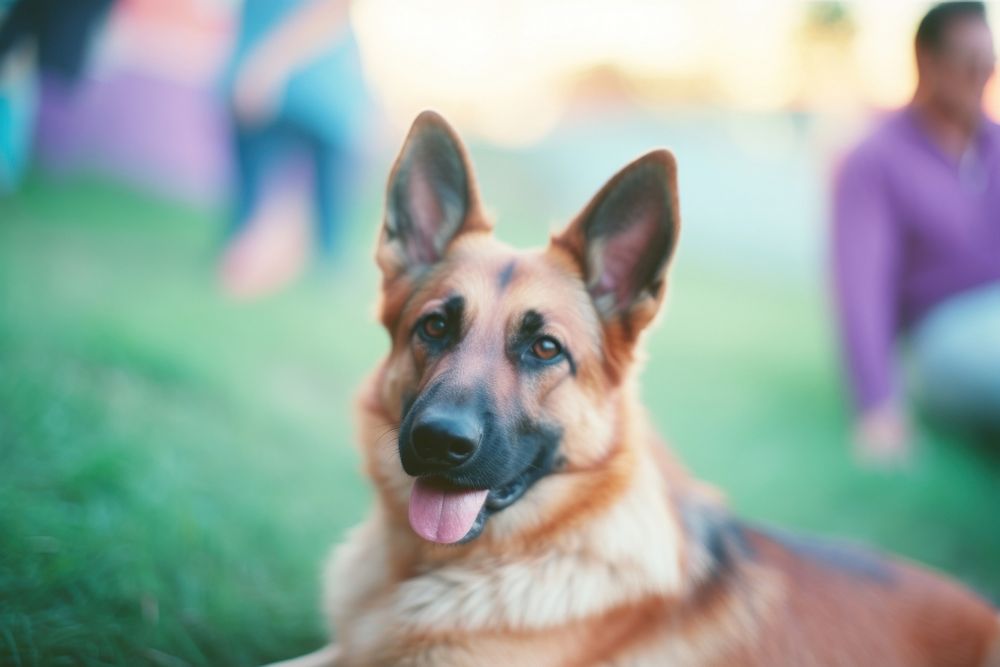 German shepherd mammal animal pet. AI generated Image by rawpixel.