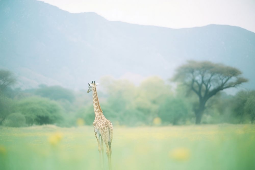 Giraffe grassland wildlife outdoors. AI generated Image by rawpixel.