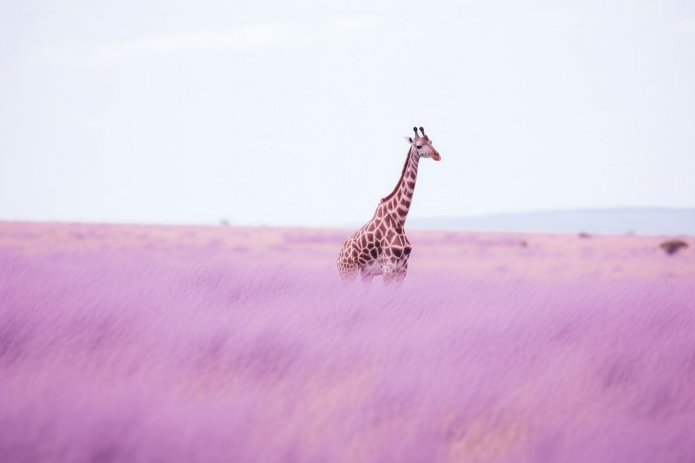 Giraffe grassland wildlife outdoors.