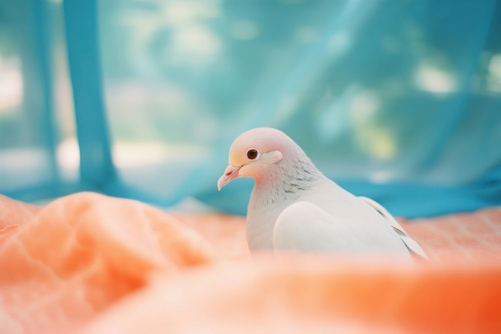 Dove animal bird dove. AI generated Image by rawpixel.