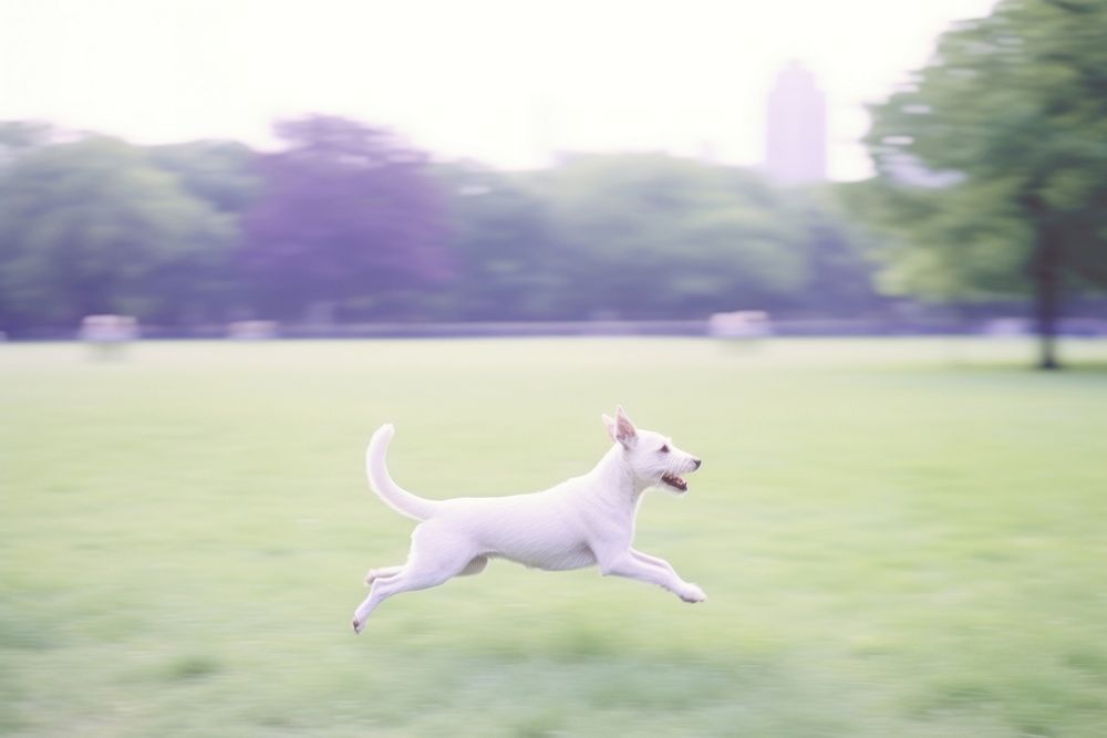 Dog happily running in central park outdoors animal mammal.