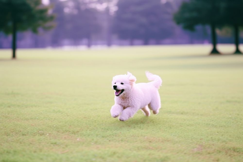 Dog happily running in park animal mammal motion.